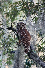 Barred owl-06-091811